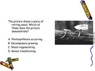 The picture shows a piece of rotting wood. Which of these does the picture demonstrate? A. Photosynthesis occurring B. Decomposers growing C. Wood regenerating D. Genes transforming 