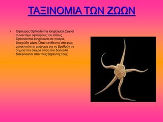 ΣΑΞΗΝΟΜΗΑ ΣΧΝ ΕΧΧΝ
•   Οθίμονμξ Ophioderma longicauda.΢οπκά
    ζοκακηάιε μθίμονμοξ ημο είδμοξ
    Ophioderma longicauda ζε ζηζενά,
    αναπώδδ ιένδ. Όηακ εηηίεεκηαζ ζημ θςξ
    ιεηαηζκμύκηαζ βνήβμνα βζα κα ανεεμύκ ζε
    ζδιεία πζμ ζηζενά μπμύ πζμ δύζημθα
    δζαηνίκμκηαζ από ημοξ εδνεοηέξ ημοξ.
 