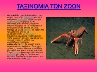 ΣΑΞΗΝΟΜΗΑ ΣΧΝ ΕΧΧΝ
•   Ζ καραβίδα είκαζ εαθάζζζμ γώμ, πμο
    ακήηεζ ζηδκ ηάλδ Γεηάπμδα ηαζ ζηδκ
    μζημβέκεζα Αζηαηίδεξ. Πνόηεζηαζ βζα
    ηανηζκμεζδέξ, ιε ιήημξ 10-12
    εηαημζηά, εκώ ζπάκζα ιπμνεί κα
    θεάζεζ ζε ιήημξ ηα 18. Σα ανζεκζηά
    είκαζ ιεβαθύηενα από ηα εδθοηά.
    Μμζάγεζ ιε ιζηνό αζηαηό. Σμ ηνέαξ ηδξ
    ηνώβεηαζ ηαζ ιπμνεί κα
    πνδζζιμπμζδεεί ςξ δόθςια. Ζ
    εαθαζζζκή ηανααίδα βεοζηζηά είκαζ
    πμθύ ακώηενδ από ηδκ ηανααίδα ημο
    βθοημύ κενμύ. Ζ ιεθέηδ ηςκ
    ηανααίδςκ μκμιάγεηαζ
    αζηακολογία [1]. ΢ε ανηεηά ηνάηδ
    εηηνέθμκηαζ ζε εκοδνεία. ΢ε ιενζηέξ
    πώνεξ δ εζζαβςβή λέκςκ ηανααίδςκ
    είκαζ ηίκδοκμξ βζα ηα ημπζηά πμηάιζα.
    ΢ηδκ Δονώπδ έπμοκ εζζαπεεί από ηδκ
    Αιενζηή ηνία είδδ: ηα Orconectes
    limosus, Pacifastacus leniusculus ηαζ
    Procambarus clarkii. [2]
 