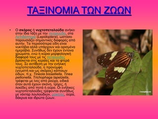 ΣΑΞΗΝΟΜΗΑ ΣΧΝ ΕΧΧΝ
•   Ο ζκόρος ή νστηοπεηαλούδα ακήηεζ
    ζηδκ ίδζα ηάλδ ιε ηδκ πεηαθμύδα, ζηα
    Λεπζδόπηενα (Lepidoptera), ςζηόζμ
    πανμοζζάγεζ ζδιακηζηέξ δζαθμνέξ από
    αοηήκ. Σα πενζζζόηενα είδδ είκαζ
    κοηηόαζα αθθά οπάνπμοκ ηαζ μνζζιέκα
    διενόαζα. ΢οκήεςξ δεκ έπμοκ έκημκα
    πνώιαηα, εκώ δ ηύνζα ιμνθμθμβζηή
    δζαθμνά ημοξ ιε ηζξ πεηαθμύδεξ
    ανίζηεηαζ ζηζξ ηεναίεξ ηαζ ηα θηενά
    ημοξ. ΢ε ακηίεεζδ ιε ηδκ εκήθζηδ
    κοπημπεηαθμύδα, δ πνμκύιθδ
    (βκςζηή ηαζ ςξ ζηόνμξ) ηάπμζςκ
    εζδώκ, π.π. Tineola bisselliella, Tinea
    pellionella, Trichophaga tapetzella,
    ηνέθεηαζ ιε ίκεξ από νμύπα, εζδζηά
    όηακ αοηά έπμοκ ζηόκδ, ηνίπεξ, ή
    θεηέδεξ από πμηά ή μύνα. Οζ εκήθζηεξ
    κοπημπεηαθμύδεξ ηνέθμκηαζ ζοκήεςξ
    ιε κέηηαν θμοθμοδζώκ, ιύηδηεξ, μύνα,
    δάηνοα ηαζ ζδνώηα γώςκ.
 