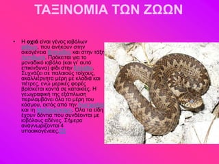 ΤΑΞΙΝΟΜΙΑ ΤΩΝ ΖΩΩΝ

•   H οτιά είκαζ βέκμξ ζμαόθςκ
    θζδζώκ, πμο ακήημοκ ζηδκ
    μζημβέκεζα Βζπενίδεξ ηαζ ζηδκ ηάλδ
    Λεπζδςηά. Πνόηεζηαζ βζα ημ
    ιμκαδζηό ζμαόθμ (ηαζ βζ’ αοηό
    επζηίκδοκμ) θίδζ ζηδκ Δθθάδα.
    ΢οπκάγεζ ζε παθαζμύξ ημίπμοξ,
    αηαθθζένβδηα ιένδ ιε ηθαδζά ηαζ
    πέηνεξ, εκώ ιενζηέξ θμνέξ
    ανίζηεηαζ ημκηά ζε ηαημζηίεξ. Ζ
    βεςβναθζηή ηδξ ελάπθςζδ
    πενζθαιαάκεζ όθα ηα ιένδ ημο
    ηόζιμο, εηηόξ από ηδκ Αοζηναθία
    ηαζ ηδ Μαδαβαζηάνδ. Όθα ηα είδδ
    έπμοκ δόκηζα πμο ζοκδέμκηαζ ιε
    ζμαόθμοξ αδέκεξ. ΢ήιενα
    ακαβκςνίγμκηαζ 4
    οπμμζημβέκεζεξ.[2]
 