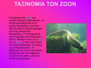 ΤΑΞΙΝΟΜΙΑ ΤΩΝ ΖΩΩΝ

• Ζ ζιένκα είκαζ ράνζ ημο
  βέκμοξ Μύναζκα (Muraena) , ημ
  μπμίμ ηαηαηάζζεηαζ ζηδκ
  ηθάζδ Οζηεσπεύεξ ηαζ ζηδκ
  ηάλδ Άπμδα ή Δβπεθοόιμνθα
  ηαζ ζηδκ μζημβέκεζα
  Μοναζκίδεξ. Ζ επζζηδιμκζηή
  ηδξ μκμιαζία είκαζ Μύναζκα δ
  Δθέκδ. Μμζάγεζ πμθύ ιε ημ θίδζ
  ηαζ ημ πέθζ, βζ’ αοηό ηαζ ακήηεζ
  ζηα Δβπεθοόιμνθα. Σμ ηνέαξ
  ηδξ είκαζ θαβώζζιμ. Σμ
  δάβηςιά ηδξ είκαζ επζηίκδοκμ,
  αηόια ηαζ βζα ημκ άκενςπμ.
  Εεζ ημκηά ζε αηηέξ, ιέζα ζε
  ημζθόηδηεξ ανάπςκ.
 