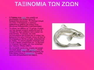 ΤΑΞΙΝΟΜΙΑ ΤΩΝ ΖΩΩΝ

•   Ο Γαλέος είκαζ ράνζ πμο ιμζάγεζ ιε
    ζηοθόρανμ πμο ακήηεζ όιςξ ζε
    δζαθμνεηζηή μζημβέκεζα. Σμ επίζδιμ όκμιά
    ημο είκαζ «Γαθεόννζκμξ μ βαθέμξ»
    (galeorhinus galeus) ηαζ ακήηεζ ζηδκ
    μζημβέκεζα Κανπανζκίδεξ (carcharinidae).
•   Σμ ιήημξ ημο θεάκεζ ηα 1-2 ιέηνα. Ζ νάπδ
    ημο έπεζ πνώια ακμζηηό βηνζγςπό εκώ ηα
    πθεονά ημο θίβμ νμδίγμοκ ηαζ δ ημζθζά ημο
    είκαζ άζπνδ. Σμ νύβπμξ ημο είκαζ
    πεπθαηοζιέκμ ηαζ ιοηενό ηαζ ημ ζηόια ημο
    ανίζηεηαζ ζηδ ηάης πθεονά, όπςξ ζε όθα ηα
    ζηοθόρανα ιε δόκηζα ιοηενά, ηνζβςκζηά ηαζ
    ζε ζεζνέξ. Σμ πνώημ ναπζαίμ πηενύβζμ είκαζ
    2 ή ηαζ 3 θμνέξ ιεβαθύηενμ απ΄ ημ δεύηενμ
    ημ πηενύβζμ ηδξ μονάξ ημο πμο ηαηαθήβεζ
    ζακ πνύικδ πθμίμο ηάεεηδ.
•   Εεζ ζημ αοεό ημκηά ζηζξ ζηενζέξ ηαζ ηνμθή
    ημο είκαζ ιζηνά ράνζα ηαζ ιαθάηζα. Γεκκά
    ιζηνά γςκηακά, είκαζ δδθαδή γςμηόημξ ηαζ
    είκαζ άβνζμξ όπςξ μ ηανπανίαξ. Σμ ηνέαξ
    ημο είκαζ αζπνμηόηηζκμ ηαζ ζθζπηό.
 