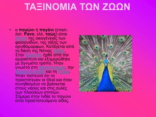 ΤΑΞΙΝΟΜΙΑ ΤΩΝ ΖΩΩΝ

• μ παγώνι ή παγόνι (επζζη.
  θαη. Pavo, εθθ. ηαώς) είκαζ
  πηδκό ηδξ μζημβέκεζαξ ηςκ
  θαζζακζδώκ, ηδξ ηάλδξ ηςκ
  μνκζεόιμνθςκ. Καηάβεηαζ από
  ηα δάζδ ηδξ Νόηζαξ Ηκδίαξ.
  ΢ηδκ Δονώπδ ήνεε από ηδκ
  ανπαζόηδηα ηαζ ελδιενώεδηε
  ιε άβκςζημ ηνόπμ. Ήηακ
  βκςζηό ζηδ Μεζμπμηαιία, ηδκ
  Ανπαία Δθθάδα ηαζ ηδ Ρώιδ.
  Ήηακ πζζηεοηό όηζ ημ
  πνμζηάηεοακ μζ Θεμί ηαζ ήηακ
  ζοκδεζζιέκμ κα ανίζηεηαζ
  ζημοξ καμύξ ηαζ ζηζξ αοθέξ
  ηςκ πθμύζζςκ ζπζηζώκ.
  ΢ήιενα ζηδκ Ηκδία ημ παβώκζ
  είκαζ πνμζηαηεοόιεκμ είδμξ.
 