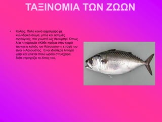 ΤΑΞΙΝΟΜΙΑ ΤΩΝ ΖΩΩΝ

•   Κμθζόξ. Πμθύ ημζκό αθνόρανμ ιε
    ηοθζκδνζηό ζώια, ιπθε ηαζ αζδιζέξ
    ακηαύβεζεξ, πζμ βκςζηό ςξ ζημοιπνί. Όπςξ
    θέεζ δ πανμζιία «Κάεε πνάια ζημκ ηαζνό
    ημο ηαζ μ ημθζόξ ημκ Αύβμοζημ» δ επμπή ημο
    είκαζ μ Αύβμοζημξ. Δίκαζ ζδζαίηενα θζπανό
    ράνζ ηαζ βίκεηαζ πμθύ ςναίμ ζηδ ζπάνα,
    δζόηζ ζηναββίγεζ ημ θίπμξ ημο.
 