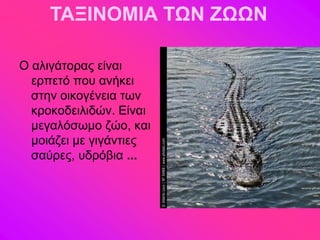 ΤΑΞΙΝΟΜΙΑ ΤΩΝ ΖΩΩΝ

Ο αθζβάημναξ είκαζ
  ενπεηό πμο ακήηεζ
  ζηδκ μζημβέκεζα ηςκ
  ηνμημδεζθζδώκ. Δίκαζ
  ιεβαθόζςιμ γώμ, ηαζ
  ιμζάγεζ ιε βζβάκηζεξ
  ζαύνεξ, οδνόαζα ...
 