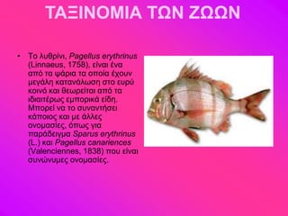 ΤΑΞΙΝΟΜΙΑ ΤΩΝ ΖΩΩΝ

• Σμ θοενίκζ, Pagellus erythrinus
  (Linnaeus, 1758), είκαζ έκα
  από ηα ράνζα ηα μπμία έπμοκ
  ιεβάθδ ηαηακάθςζδ ζημ εονύ
  ημζκό ηαζ εεςνείηαζ από ηα
  ζδζαζηένςξ ειπμνζηά είδδ.
  Μπμνεί κα ημ ζοκακηήζεζ
  ηάπμζμξ ηαζ ιε άθθεξ
  μκμιαζίεξ, όπςξ βζα
  πανάδεζβια Sparus erythrinus
  (L.) ηαζ Pagellus canariences
  (Valenciennes, 1838) πμο είκαζ
  ζοκώκοιεξ μκμιαζίεξ.
 