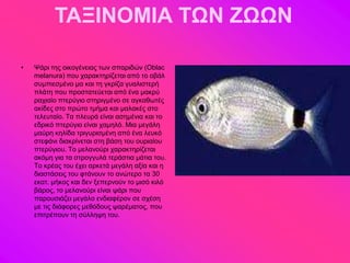 ΤΑΞΙΝΟΜΙΑ ΤΩΝ ΖΩΩΝ

•   Φάνζ ηδξ μζημβέκεζαξ ηςκ ζπανζδώκ (Oblac
    melanura) πμο παναηηδνίγεηαζ από ημ μαάθ
    ζοιπζεζιέκμ ια ηαζ ηδ βηνίγα βοαθζζηενή
    πθάηδ πμο πνμζηαηεύεηαζ από έκα ιαηνύ
    ναπζαίμ πηενύβζμ ζηδνζβιέκμ ζε αβηαεςηέξ
    αηίδεξ ζημ πνώημ ηιήια ηαζ ιαθαηέξ ζημ
    ηεθεοηαίμ. Σα πθεονά είκαζ αζδιέκζα ηαζ ημ
    εδνζηό πηενύβζμ είκαζ παιδθό. Μζα ιεβάθδ
    ιαύνδ ηδθίδα ηνζβονζζιέκδ από έκα θεοηό
    ζηεθάκζ δζαηνίκεηαζ ζηδ αάζδ ημο μονζαίμο
    πηενύβζμο. Σμ ιεθακμύνζ παναηηδνίγεηαζ
    αηόιδ βζα ηα ζηνμββοθά ηενάζηζα ιάηζα ημο.
    Σμ ηνέαξ ημο έπεζ ανηεηά ιεβάθδ αλία ηαζ δ
    δζαζηάζεζξ ημο θηάκμοκ ημ ακώηενμ ηα 30
    εηαη. ιήημξ ηαζ δεκ λεπενκμύκ ημ ιζζό ηζθό
    αάνμξ, ημ ιεθακμύνζ είκαζ ράνζ πμο
    πανμοζζάγεζ ιεβάθμ εκδζαθένμκ ζε ζπέζδ
    ιε ηζξ δζάθμνεξ ιεεόδμοξ ρανέιαημξ, πμο
    επζηνέπμοκ ηδ ζύθθδρδ ημο.
 