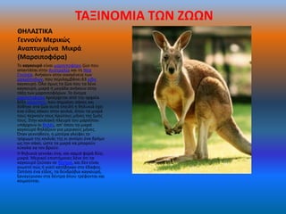 ΤΑΞΙΝΟΜΙΑ ΤΩΝ ΖΩΩΝ
ΘΗΛΑΣΤΙΚΑ
Γεννοφν Μερικώσ
Αναπτυγμζνα Μικρά
(Μαρςιποφόρα)
Το καγκουρό είναι μαρςιποφόρο ηϊο που
απαντάται ςτθν Αυςτραλία και τθ Νζα
Γουϊνζα. Ανικουν ςτθν οικογζνεια των
μακρόποδων, που περιλαμβάνει 63 είδθ
καγκουρό. Όλα όμωσ τα ηϊα που τα λζνε
καγκουρό, μικρά ι μεγάλα ανικουν ςτθν
τάξθ των μαρςιποφόρων. Το όνομα
μαρςιποφόρα προζρχεται από τθν αρχαία
λζξθ μάρςιποσ, που ςθμαίνει ςάκοσ και
δόκθκε ςτα ηϊα αυτά επειδι θ κθλυκιά ζχει
ζνα είδοσ ςάκου ςτθν κοιλιά, όπου τα μικρά
τουσ περνοφν τουσ πρϊτουσ μινεσ τθσ ηωισ
τουσ. Στθν κοιλιακι πλευρά του μαρςίπου
υπάρχουν οι κθλζσ, απ' όπου τα μικρά
καγκουρό κθλάηουν για μερικοφσ μινεσ.
Όταν γεννθκοφν, θ μθτζρα γλείφει το
τρίχωμα τθσ κοιλιάσ τθσ κι ανοίγει ζνα δρόμο
ωσ τον ςάκο, ϊςτε τα μικρά να μποροφν
εφκολα να τον βροφν.
Θ κθλυκιά γεννάει ζνα, και καμιά φορά δφο,
μικρά. Μερικοί επιςτιμονεσ λζνε ότι τα
καγκουρό ηοφςαν ςε δζντρα, και δεν είναι
γνωςτό πϊσ ι γιατί κατζβθκαν ςτο ζδαφοσ.
Ωςτόςο ζνα είδοσ, τα δενδρόβια καγκουρό,
ξαναγφριςαν ςτα δζντρα όπου τρζφονται και
κοιμοφνται.
 