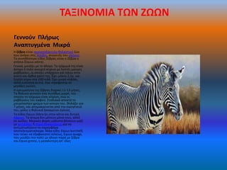 ΤΑΞΙΝΟΜΙΑ ΤΩΝ ΖΩΩΝ

Γεννοφν Πλιρωσ
Αναπτυγμζνα Μικρά
Θ ηζβρα είναι περιςςοδάκτυλο κθλαςτικό ηϊο
που ανικει ςτισ Ιππίδεσ, ςυγγενισ του αλόγου.
Το ςυνθκζςτερο είδοσ Ηζβρασ είναι θ Ηζβρα θ
γνιςια (Equus zebra).
Γενικά, μοιάηει με το άλογο. Το τρίχωμά τθσ είναι
άςπρο ι πολφ ανοιχτό κίτρινο με λεπτζσ μαφρεσ
ραβδϊςεισ, οι οποίεσ υπάρχουν και πάνω ςτθν
κοντι και όρκια χαίτθ τθσ. Ζχει μικοσ 2,2μ. και
ηυγίηει γφρω ςτα 200 κιλά. Ζχει μικρό κεφάλι,
αλλά ευκίνθτα αυτιά, που ςτρζφονται ςε
μεγάλεσ γωνίεσ.
Θ εγκυμοςφνθ τθσ ηζβρασ διαρκεί 11-13 μινεσ.
Τα κθλυκά γεννοφν ζνα ςυνικωσ μικρό, του
οποίου το τρίχωμα είναι κίτρινο, ενϊ οι
ραβδϊςεισ του καφετί. Σταδιακά αποκτά το
μαυρόαςπρο χρϊμα των γονιϊν του. Θθλάηει για
7 μινεσ, και απομακρφνεται από τθν οικογζνειά
του, μόλισ θ κθλυκιά ξαναμείνει ζγκυοσ.
Το είδοσ Equus Zebra ηει ςτθν νότια και δυτικι
Αφρικι. Τα άτομα δεν μζνουν μόνα τουσ, αλλά
ςε αγζλεσ. Μερικζσ φορζσ μάλιςτα βόςκουν μαηί
με αντιλόπεσ ι ςτρουκοκαμιλουσ για να
αντιμετωπίςουν τα ςαρκοφάγα
αποτελεςματικότερα. Άλλα είδθ: Εquus burchelli,
που τείνει να εξαφανιςτεί τελείωσ, Equus quaga,
που μοιάηει πιο πολφ με άλογο παρά με ηζβρα
και Equus grevyi, θ μεγαλφτερθ απ' όλεσ
 