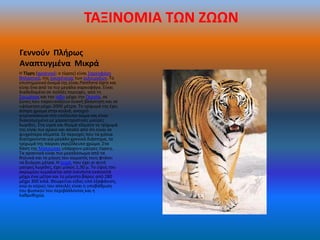 ΤΑΞΙΝΟΜΙΑ ΤΩΝ ΖΩΩΝ

Γεννοφν Πλιρωσ
Αναπτυγμζνα Μικρά
Θ Τίγρθ (αρςενικό: ο τίγρθσ) είναι Σαρκοφάγο
κθλαςτικό, τθσ οικογζνειασ των αιλουριδϊν. Το
επιςτθμονικό όνομά τθσ είναι Panthera tigris και
είναι ζνα από τα πιο μεγάλα ςαρκοφάγα. Είναι
διαδεδομζνο ςε πολλζσ περιοχζσ, από τθ
Σουμάτρα και τθν Ιάβα μζχρι τθν Περςία, ςε
ηϊνεσ που παρουςιάηουν πυκνι βλάςτθςθ και ςε
υψόμετρο μζχρι 2000 μζτρα. Το τρίχωμά τθσ ζχει
άςπρο χρϊμα ςτθν κοιλιά, ανοιχτό
κιτρινοκόκκινο ςτο υπόλοιπο ςϊμα και είναι
διακοςμθμζνο με χαρακτθριςτικζσ μαφρεσ
λωρίδεσ. Στα υγρά και κερμά κλίματα το τρίχωμά
τθσ είναι πιο αραιό και απαλό από ότι είναι ςε
ψυχρότερα κλίματα. Σε περιοχζσ που τα χιόνια
διατθροφνται για μεγάλο χρονικό διάςτθμα, το
τρίχωμά τθσ παίρνει γκριηόλευκο χρϊμα. Στα
δάςθ τθσ Μαλαιςίασ υπάρχουν μαφρεσ τίγρεισ.
Τα αρςενικά είναι πιο μεγαλόςωμα από τα
κθλυκά και το μικοσ του ςϊματόσ τουσ φτάνει
τα δυόμιςι μζτρα. Θ ουρά, που ζχει κι αυτι
μαφρεσ λωρίδεσ, ζχει μικοσ 1,30 μ. Το φψοσ του
ακρωμίου κυμαίνεται από ενενιντα εκατοςτά
μζχρι ζνα μζτρο και το μζγιςτο βάροσ από 280
μζχρι 300 κιλά. Θεωρείται είδοσ υπό εξαφάνιςθ,
ενϊ οι κφριεσ του απειλζσ είναι θ υποβάκμιςθ
του φυςικοφ του περιβάλλοντοσ και θ
λακροκθρία.
 