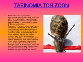 ΣΑΞΗΝΟΜΗΑ ΣΧΝ ΕΧΧΝ
•   Σμ ζαθζβηάνζ είκαζ έκα βαζηενόπμδμ
    πκεοιμκμθόνμ ιαθάηζμ. ΢ηδκ Δθθάδα ημ πζμ ημζκό
    είδμξ είκαζ μ βοικμημπθίαξ ή βοικμζάθζαβηαξ, μ
    μπμίμξ έπεζ πνώια ηαθεηόηηζκμ, ζπήια επίιδηεξ
    ηαζ θένεζ ηέθοθμξ. Σα εδώδζια είκαζ ημο βέκμοξ
    Έθζλ (μζημβέκεζα Helicidae).
•   Σo βέκμξ ηςκ ζαθζβηανζώκ μνίγεηαζ ςξ ακεπανηώξ
    ενιαθνόδζημ. Αοηό ζδιαίκεζ όηζ ηάεε ζαθζβηάνζ
    δζαεέηεζ ηόζμ ανζεκζηά όζμ ηαζ εδθοηά όνβακα
    ακαπαναβςβήξ. Γζα κα βμκζιμπμζδεεί πνέπεζ κα
    γεοβανώζεζ ιε άθθμ ζαθζβηάνζ ηαζ κα θένμοκ ζε
    επαθή ηα ακηίεεηα βεκκδηζηά ημοξ όνβακα.
•   Γεηαπέκηε ιένεξ ιεηά ημ γεοβάνςια ηάεε
    ζαθζβηάνζ βεκκάεζ ααβά ηοθζβιέκα ζε γεθαηζκμεζδή
    εήηδ ηαζ επζηαθοιιέκα ιε ιζα αζαεζηώδδ μοζία
    πμο ηα ηαεζζηά πζμ ακεεηηζηά. Κάεε ζαθζβηάνζ
    βεκκάεζ 50-60 ααβά ηα μπμία ημπμεεηεί ζε ιζα
    ηνύπα ζημ έδαθμξ. Ζ επώαζδ δζανηεί πενίπμο έκα
    ιήκα. ΢ημ εζςηενζηό ημο ααβμύ δδιζμονβείηαζ έκα
    ζαθζβηάνζ ημ μπμίμ, όηακ ηα ααβά "ακμίβμοκ",
    πανμοζζάγεζ ηα παναηηδνζζηζηά εκόξ εκδθίημο.
 