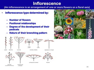 Different Inflorescence Classification Comprehensive Principles and Practices of Plant Taxonomy and ...