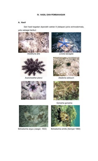 IV. HASIL DAN PEMBAHASAN



A. Hasil

       Dari hasil kegiatan diperoleh sekitar 8 (delapan) jenis echinodermata,
yaitu sebagai berikut :




           Holothuria atra                      Linckia laevigata




        Acanchasther planci                    Diadema setosum




                                             Gomphia gomphia




Bohadschia argus (Jaeger, 1833)       Bohadschia similis (Semper 1868)
 