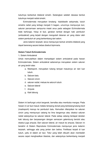 tubuhnya berbentuk bilateral simetri. Sedangkan setelah dewasa bentuk
tubuhnya menjadi radial simetri.
      Echinodermata merupakan binatang triploblastik selopmata, tubuh
simetris radial yang terbagi menjadi 5 bagian, umumnya mempunyai duri,
saluran pencernaan sempurna meski anus pada sebagian Echinodermata
tidak berfungsi, hidup di laut, gerakan lambat dengan kaki pembuluh
(ambulakral) yang terjadi dengan mengubah tekanan air yang diatur oleh
sistem pembuluh air yang berkembang dari selom.
      Jenis kelamin terpisah, larva mempunyai bentuk simetris bilateral yang
dapat berenang secara bebas disebut bipinnaria.


Sistem Tubuh Echinodermata
1. Sistem Ambulakral
Untuk memudahkan dalam mempelajari sistem ambulakral pada hewan
Echinodermata. Sistem ambulakral sebenarnya merupakan sistem saluran
air yang terdiri atas:
        a. Madreporit, merupakan lubang tempat masuknya air dari luar
           tubuh.
        b. Saluran batu
        c. Saluran cincin
        d. saluran radial, meluas ke seluruh tubuh.
        e. Saluran lateral
        f. Ampula
        g. Kaki tabung




Sistem ini berfungsi untuk bergerak, bernafas atau membuka mangsa. Pada
hewan ini air laut masuk melalui lempeng dorsal yang berlubang-lubang kecil
(madreporit) menuju ke pembuluh batu. Kemudian dilanjutkan ke saluran
cincin yang mempunyai cabang ke lima tangannya atau disebut saluran
radial selanjutnya ke saluran lateral. Pada setiap cabang terdapat deretan
kaki tabung dan berpasangan dengan semacam gelembung berotot atau
disebut juga ampula. Dari saluran lateral, air masuk ke ampula. Saluran ini
berakhir di Sistem Reproduksi Echinodermata mempunyai jenis kelamin
terpisah, sehingga ada yang jantan dan betina. Fertilisasi terjadi di luar
tubuh, yaitu di dalam air laut. Telur yang telah dibuahi akan membelah
secara cepat menghasilkan blastula, dan selanjutnya berkembang menjadi
 