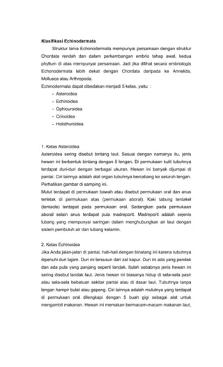 Klasifikasi Echinodermata
     Struktur larva Echonodermata mempunyai persamaan dengan struktur
Chordata rendah dan dalam perkembangan embrio tahap awal, kedua
phyllum di atas mempunyai persamaan. Jadi jika dilihat secara embriologis
Echonodermata lebih dekat dengan Chordata daripada ke Annelida,
Mollusca atau Arthropoda.
Echinodermata dapat dibedakan menjadi 5 kelas, yaitu :
     - Asteroidea
     - Echinoidea
     - Ophiouroidea
     - Crinoidea
     - Holothuroidea




1. Kelas Asteroidea
Asteroidea sering disebut bintang laut. Sesuai dengan namanya itu, jenis
hewan ini berbentuk bintang dengan 5 lengan. Di permukaan kulit tubuhnya
terdapat duri-duri dengan berbagai ukuran. Hewan ini banyak dijumpai di
pantai. Ciri lainnya adalah alat organ tubuhnya bercabang ke seluruh lengan.
Perhatikan gambar di samping ini.
Mulut terdapat di permukaan bawah atau disebut permukaan oral dan anus
terletak di permukaan atas (permukaan aboral). Kaki tabung tentakel
(tentacle) terdapat pada permukaan oral. Sedangkan pada permukaan
aboral selain anus terdapat pula madreporit. Madreporit adalah sejenis
lubang yang mempunyai saringan dalam menghubungkan air laut dengan
sistem pembuluh air dan lubang kelamin.


2. Kelas Echinoidea
Jika Anda jalan-jalan di pantai, hati-hati dengan binatang ini karena tubuhnya
dipenuhi duri tajam. Duri ini tersusun dari zat kapur. Duri ini ada yang pendek
dan ada pula yang panjang seperti landak. Itulah sebabnya jenis hewan ini
sering disebut landak laut. Jenis hewan ini biasanya hidup di sela-sela pasir
atau sela-sela bebatuan sekitar pantai atau di dasar laut. Tubuhnya tanpa
lengan hampir bulat atau gepeng. Ciri lainnya adalah mulutnya yang terdapat
di permukaan oral dilengkapi dengan 5 buah gigi sebagai alat untuk
mengambil makanan. Hewan ini memakan bermacam-macam makanan laut,
 