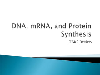 DNA, mRNA, and Protein Synthesis TAKS Review 