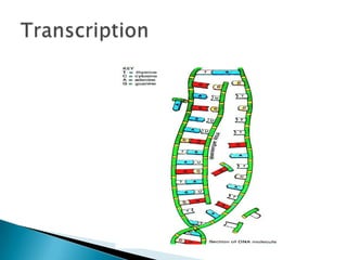 Transcription