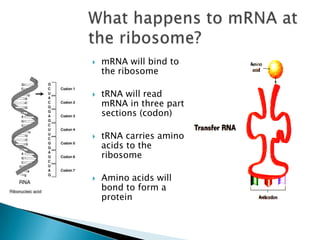 What happens to mRNA at the ribosome?mRNA will bind to the ribosometRNA will read mRNA in three part sections (codon)tRNA carries amino acids to the ribosomeAmino acids will bond to form a protein