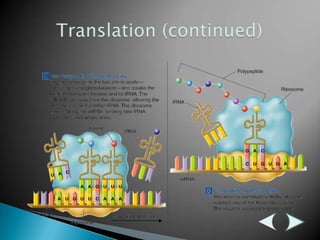 Translation (continued)