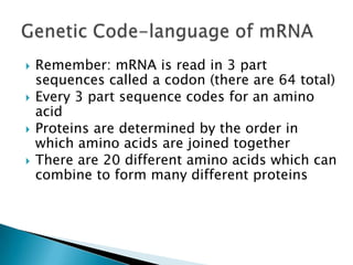 Remember: mRNA is read in 3 part sequences called a codon(there are 64 total)Every 3 part sequence codes for an amino acidProteins are determined by the order in which amino acids are joined togetherThere are 20 different amino acids which can combine to form many different proteinsGenetic Code-language of mRNA