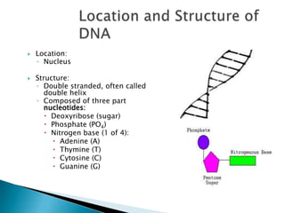 Location and Structure of DNA	Location:Nucleus	Structure:Double stranded, often called double helixComposed of three part nucleotides:Deoxyribose (sugar)Phosphate (PO4)Nitrogen base (1 of 4):Adenine (A)Thymine (T)Cytosine (C)Guanine (G)