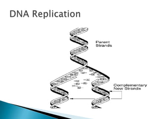 DNA Replication