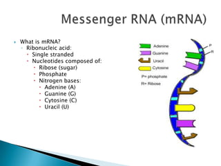 Messenger RNA (mRNA)What is mRNA?Ribonucleic acid:Single strandedNucleotides composed of:Ribose (sugar)PhosphateNitrogen bases:Adenine (A)Guanine (G)Cytosine (C)Uracil (U)