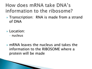 Transcription:  RNA is made from a strand of DNALocation:nucleusmRNA leaves the nucleus and takes the information to the RIBOSOME where a protein will be madeHow does mRNA take DNA’s information to the ribosome?