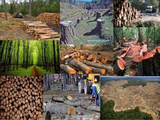 Tala de arboles educacion ambiental . prof