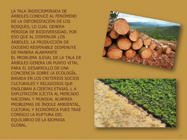 Tala de arboles educacion ambiental . prof