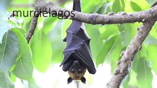 murciélagos
 