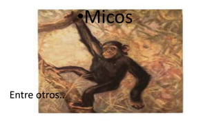 •Micos
Entre otros..
 
