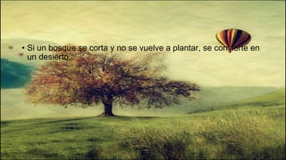 • Si un bosque se corta y no se vuelve a plantar, se convierte en
un desierto.
 