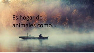 Es hogar de
animales como…
 