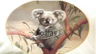 Koalas
 
