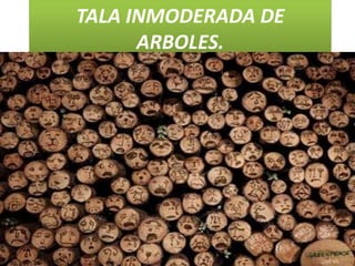 TALA INMODERADA DE
ARBOLES.
 