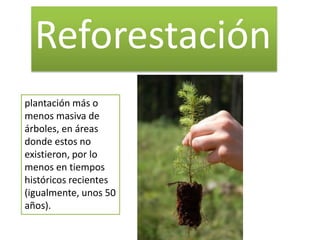 Reforestación
plantación más o
menos masiva de
árboles, en áreas
donde estos no
existieron, por lo
menos en tiempos
históricos recientes
(igualmente, unos 50
años).
 