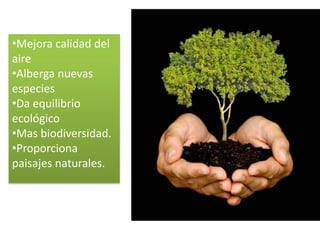 •Mejora calidad del
aire
•Alberga nuevas
especies
•Da equilibrio
ecológico
•Mas biodiversidad.
•Proporciona
paisajes naturales.
 