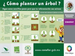 Tala inmoderada de arboles