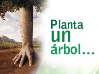 Tala inmoderada de arboles