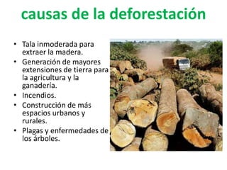 causas de la deforestación
• Tala inmoderada para
extraer la madera.
• Generación de mayores
extensiones de tierra para
la agricultura y la
ganadería.
• Incendios.
• Construcción de más
espacios urbanos y
rurales.
• Plagas y enfermedades de
los árboles.
 
