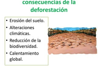 consecuencias de la
deforestación
• Erosión del suelo.
• Alteraciones
climáticas.
• Reducción de la
biodiversidad.
• Calentamiento
global.
 