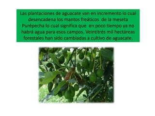 Las plantaciones de aguacate van en incremento lo cual
desencadena los mantos freáticos de la meseta
Purépecha lo cual significa que en poco tiempo ya no
habrá agua para esos campos. Veintitrés mil hectáreas
forestales han sido cambiadas a cultivo de aguacate.
 