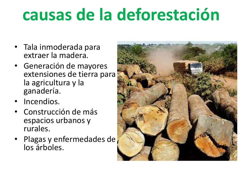 Tala inmoderada de arboles