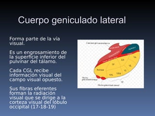 TÁLAMO .pdf descripción anatómica núcleos y características generales | PDF