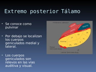 TÁLAMO .pdf descripción anatómica núcleos y características generales | PDF