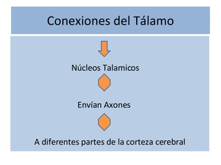 Conexiones del Tálamo Núcleos Talamicos Envían Axones  A diferentes partes de la corteza cerebral 