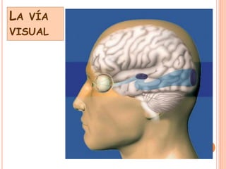 Talamo via visual ... | PDF