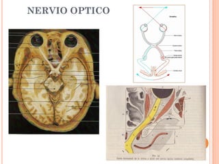 Talamo via visual ... | PDF